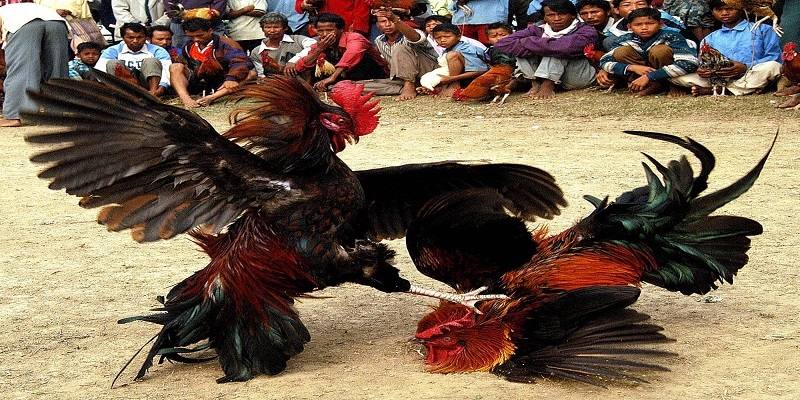 Kinh nghiệm chơi game đá gà Cwin dễ thắng nhất